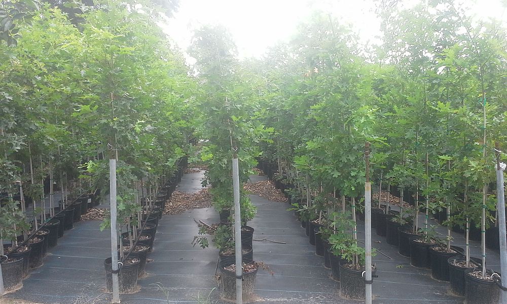 quercus-shumardii-shumard-red-oak