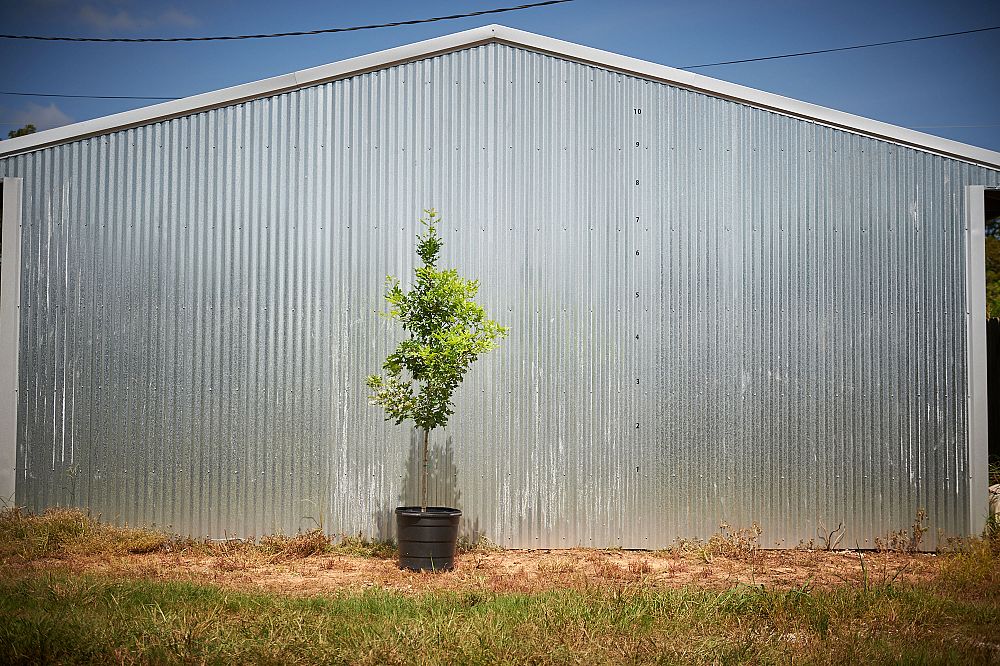 quercus-shumardii-shumard-red-oak