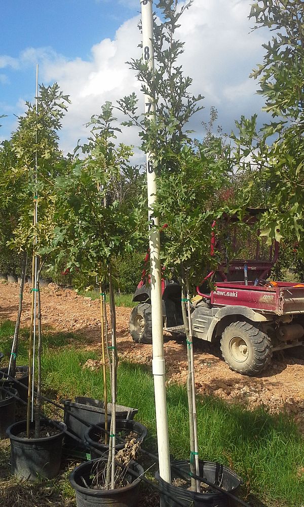 quercus-shumardii-shumard-red-oak