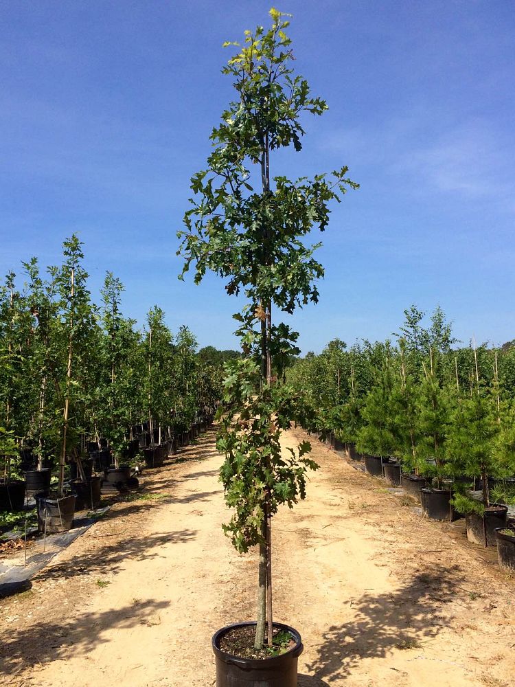 quercus-shumardii-shumard-red-oak