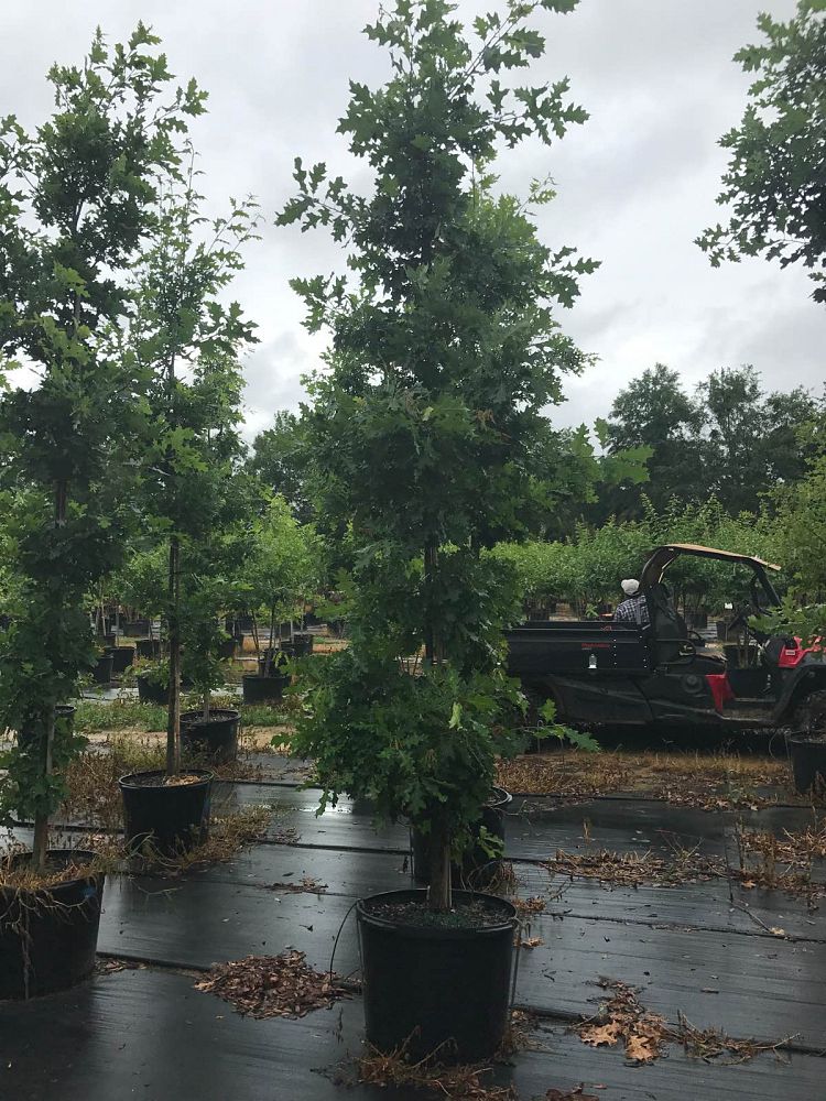 quercus-shumardii-shumard-red-oak