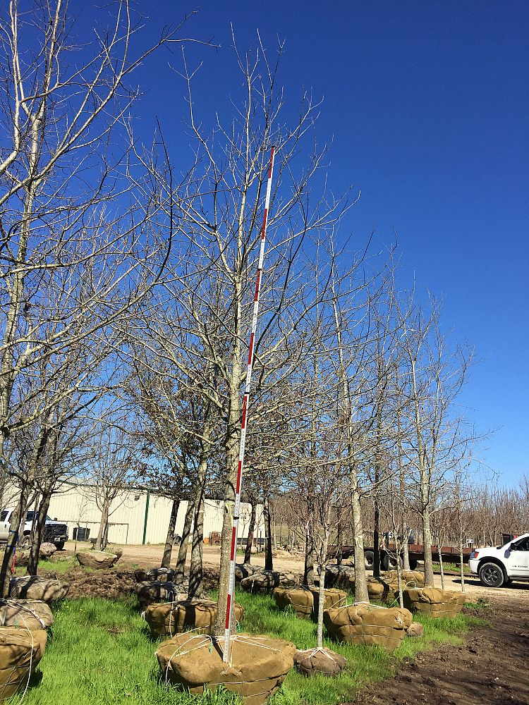 quercus-shumardii-shumard-red-oak