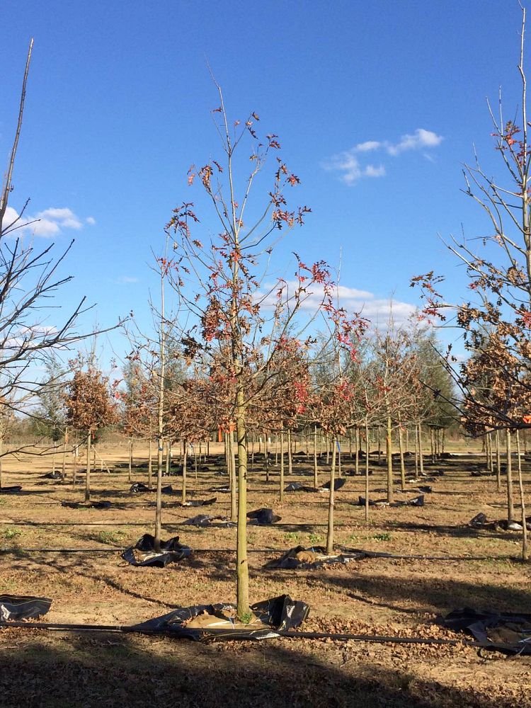 quercus-shumardii-shumard-red-oak