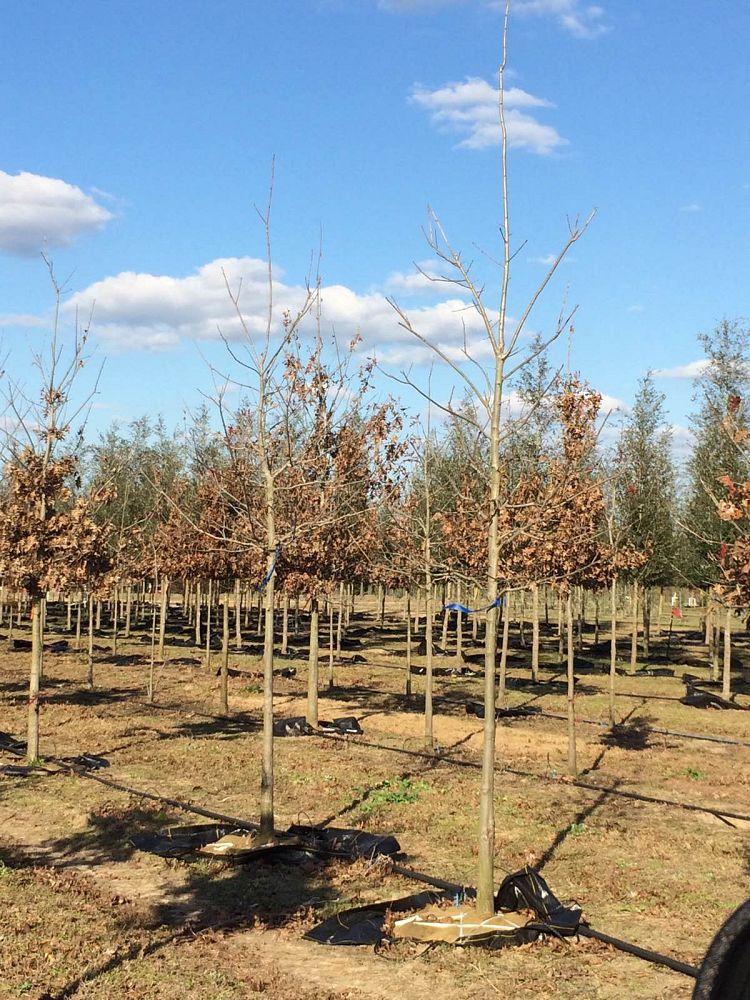 quercus-shumardii-shumard-red-oak