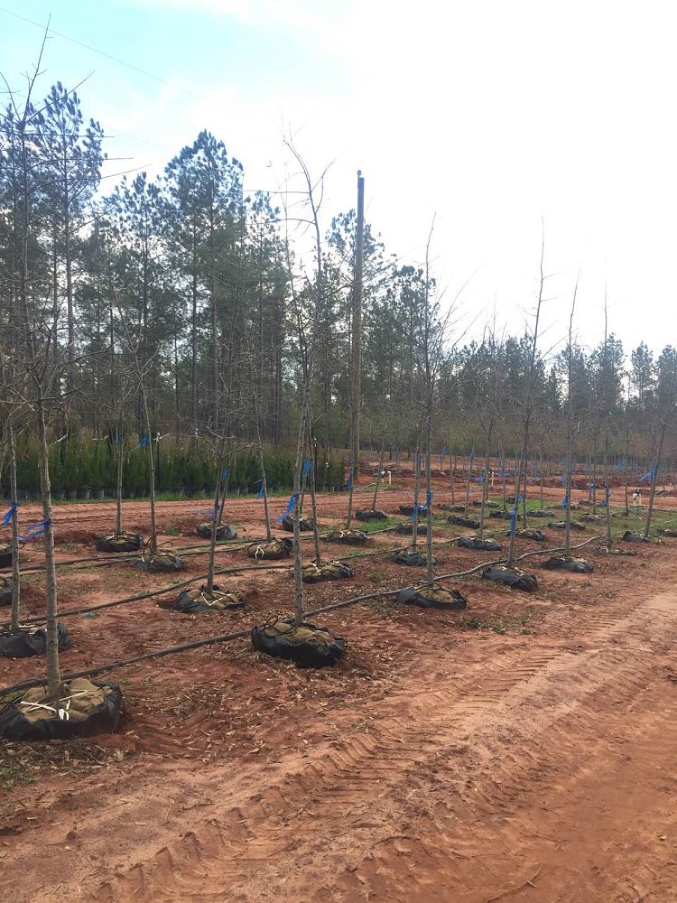 quercus-shumardii-shumard-red-oak