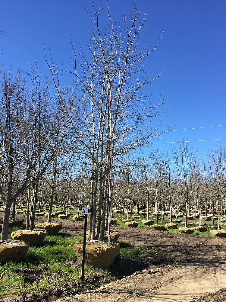 quercus-shumardii-shumard-red-oak