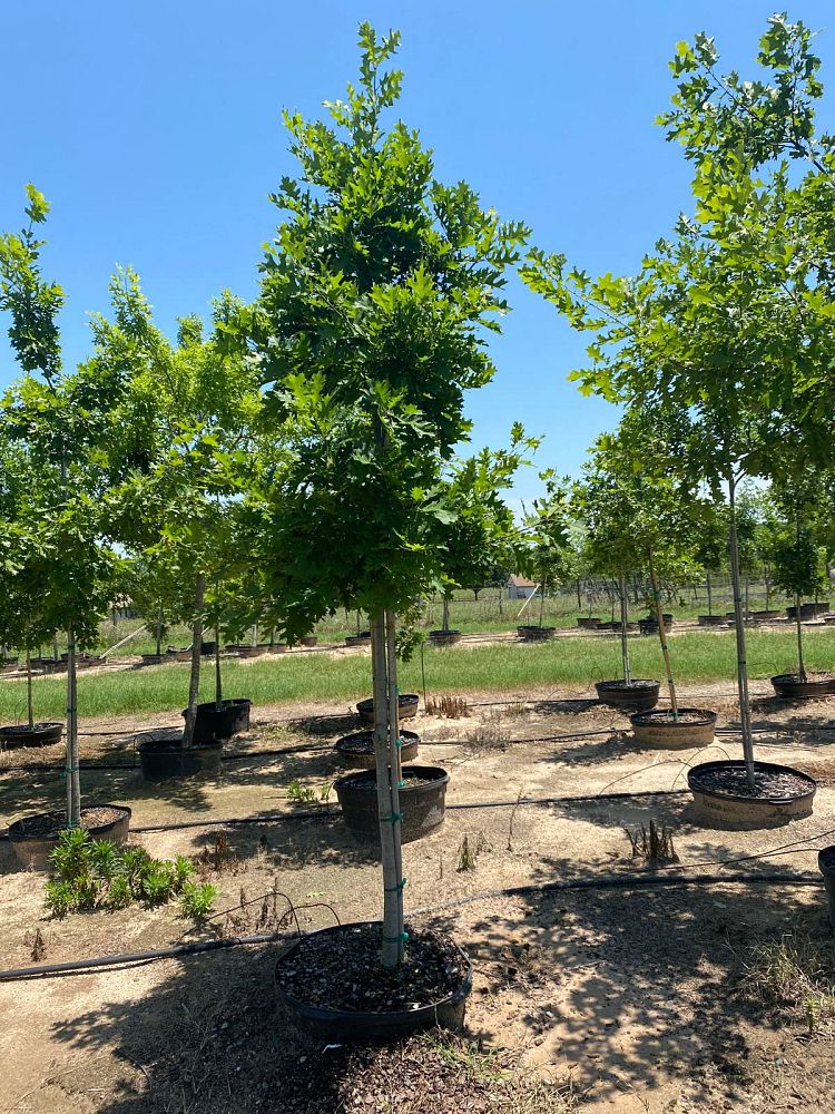 quercus-shumardii-shumard-red-oak