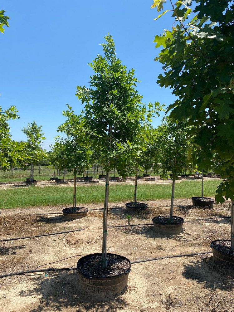quercus-shumardii-shumard-red-oak