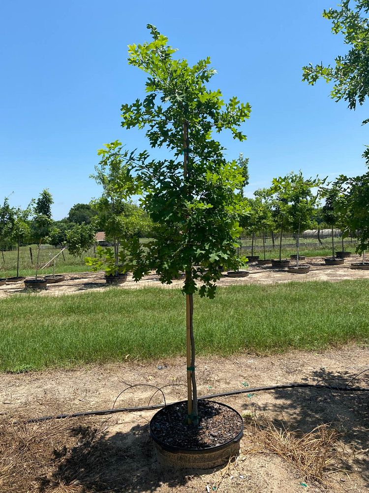 quercus-shumardii-shumard-red-oak