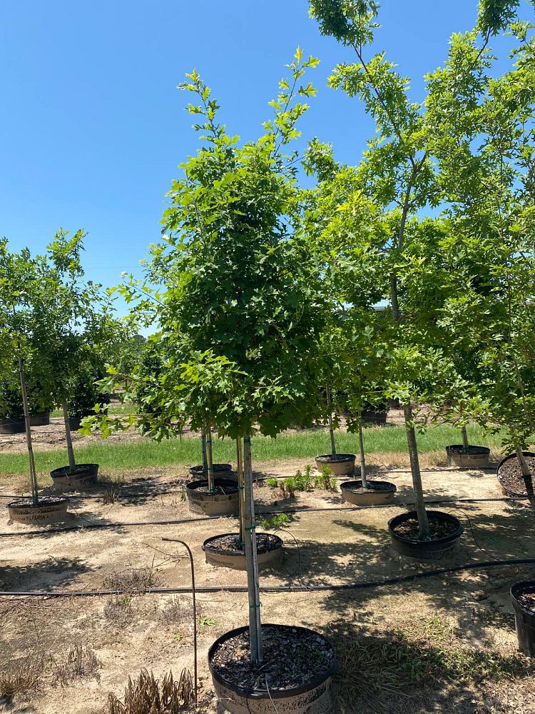 quercus-shumardii-shumard-red-oak
