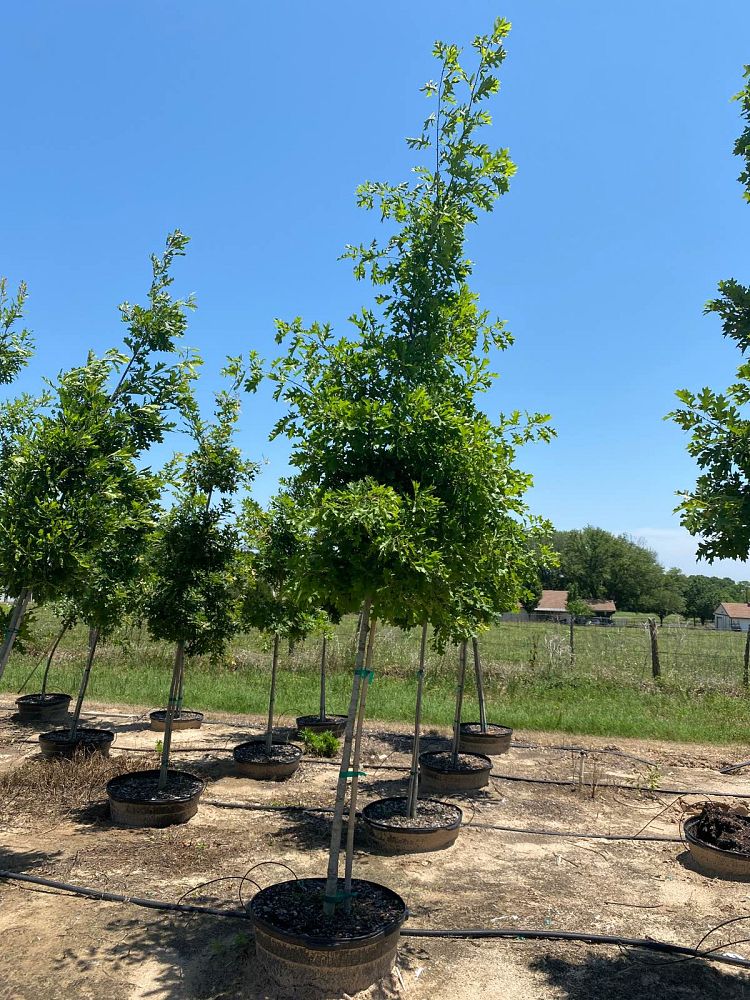 quercus-shumardii-shumard-red-oak