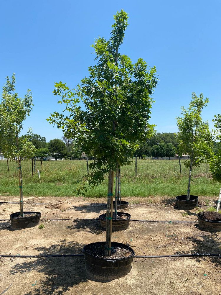 quercus-shumardii-shumard-red-oak