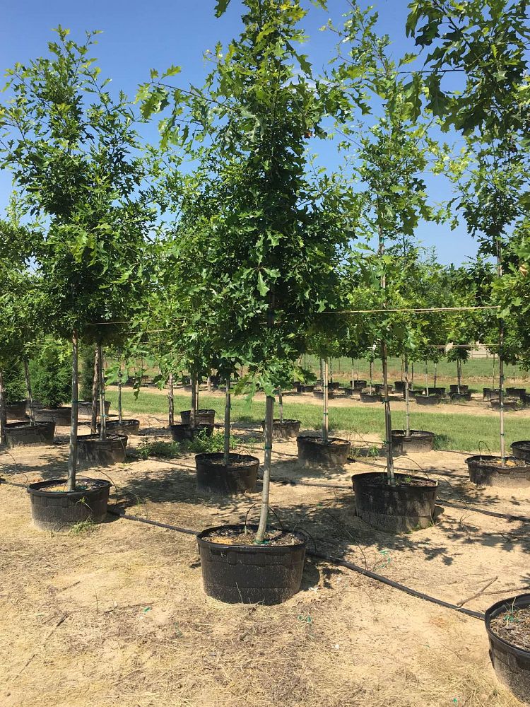 quercus-shumardii-shumard-red-oak