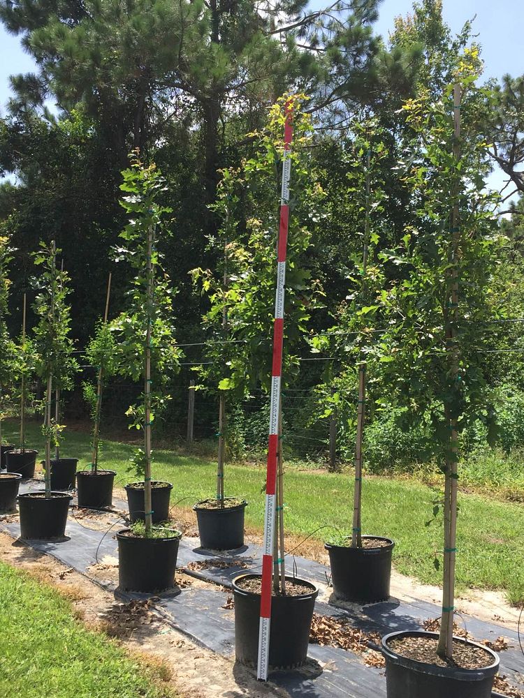 quercus-shumardii-shumard-red-oak