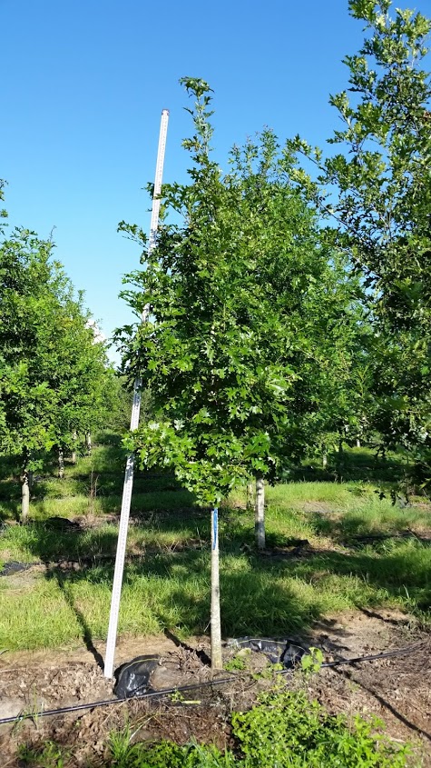 quercus-shumardii-shumard-red-oak
