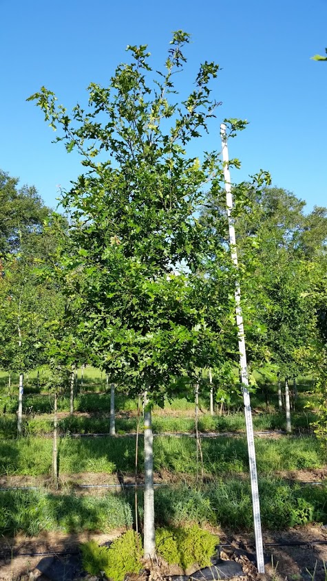 quercus-shumardii-shumard-red-oak