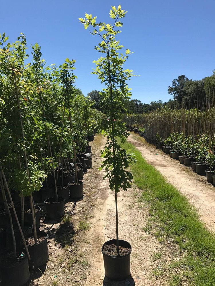 quercus-shumardii-shumard-red-oak