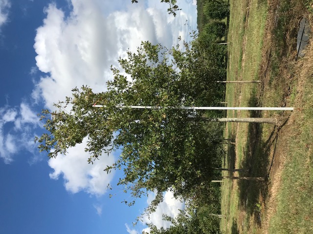 quercus-shumardii-shumard-red-oak