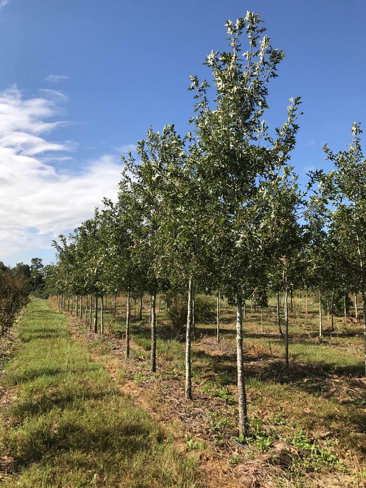 quercus-shumardii-shumard-red-oak