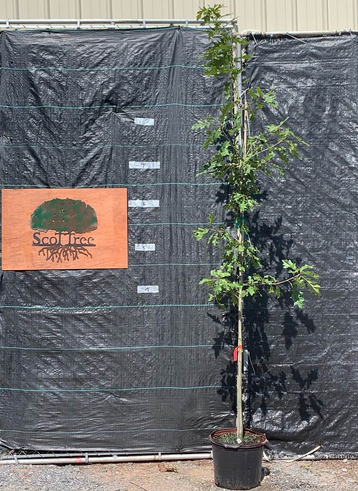 quercus-shumardii-shumard-red-oak