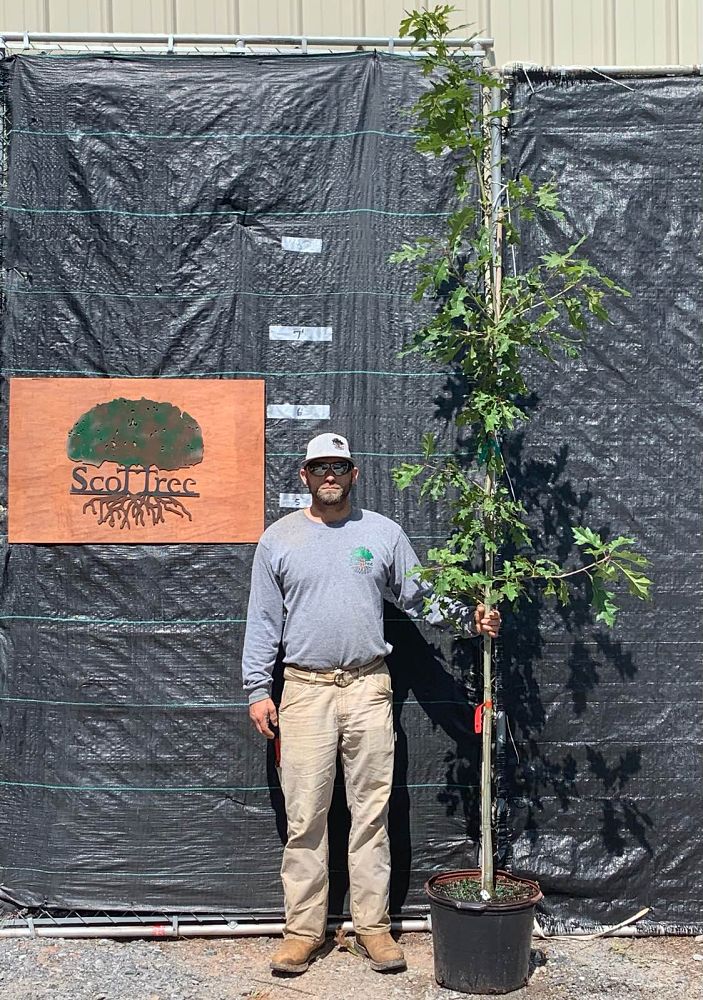 quercus-shumardii-shumard-red-oak