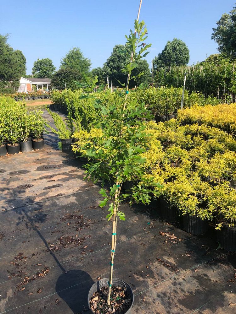 quercus-shumardii-shumard-red-oak