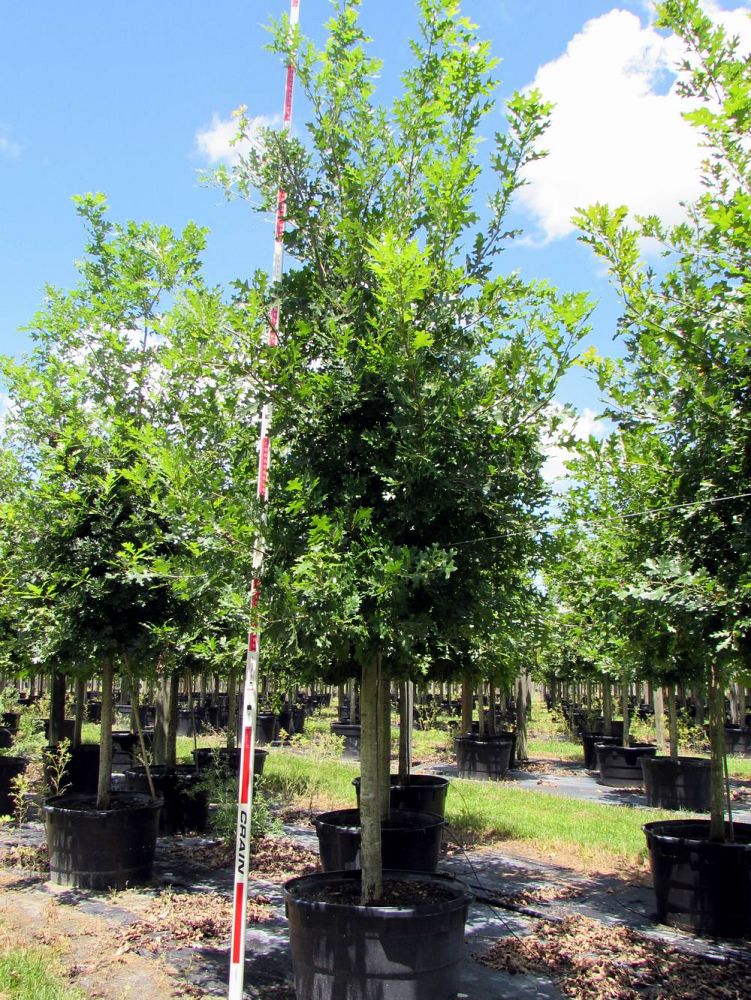 quercus-shumardii-shumard-red-oak