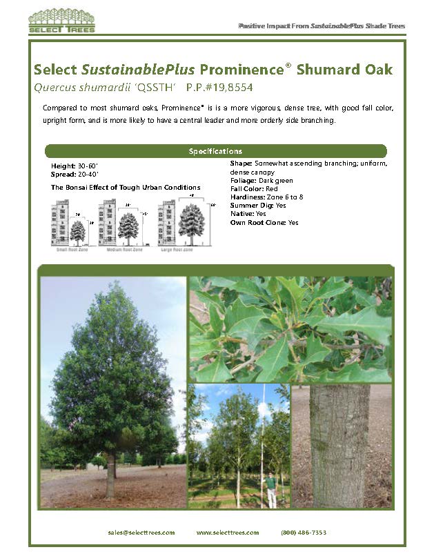 quercus-shumardii-shumard-red-oak