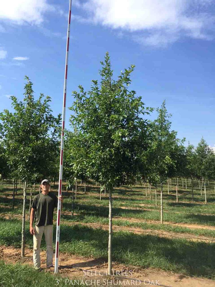 quercus-shumardii-shumard-red-oak