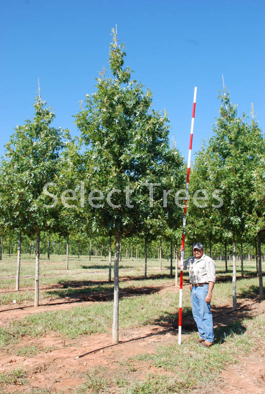 quercus-shumardii-shumard-red-oak