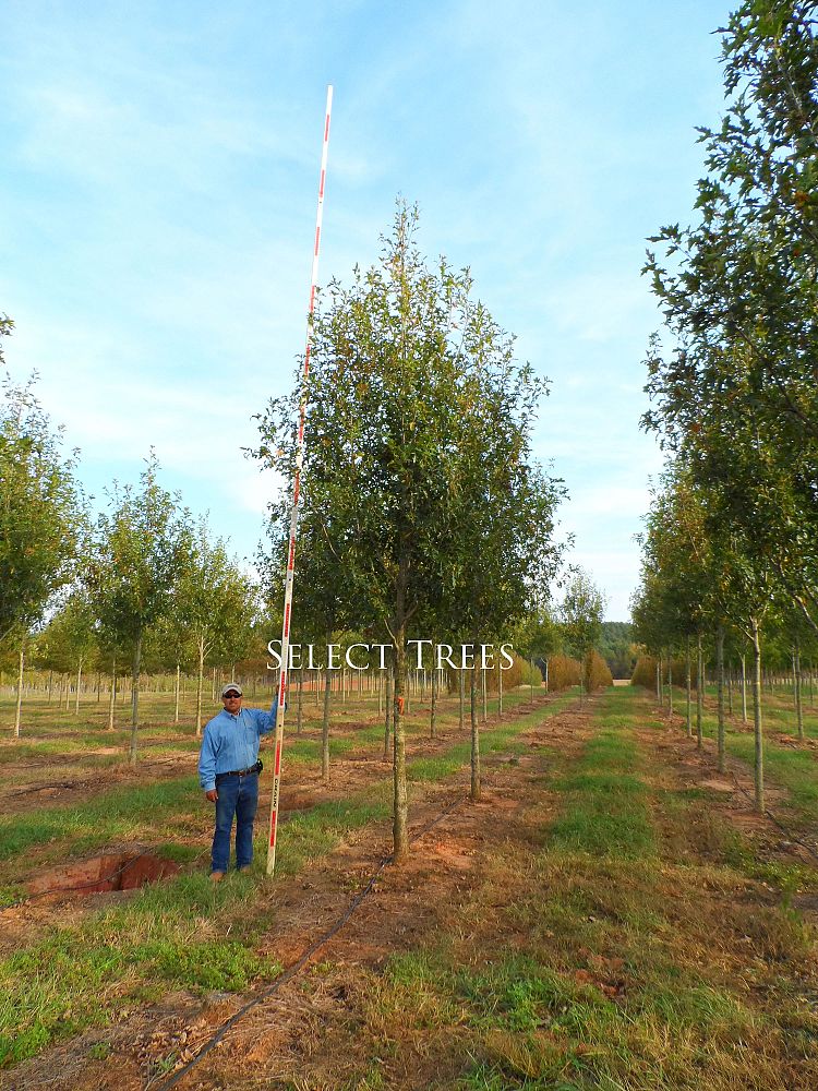 quercus-shumardii-shumard-red-oak