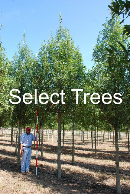 quercus-shumardii-shumard-red-oak