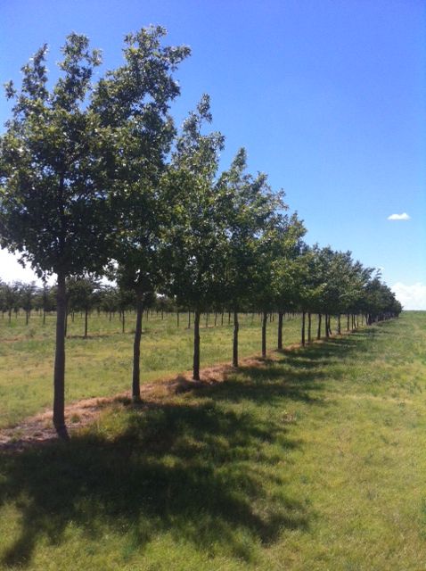 quercus-shumardii-shumard-red-oak