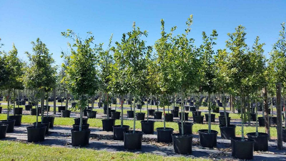 quercus-shumardii-shumard-red-oak