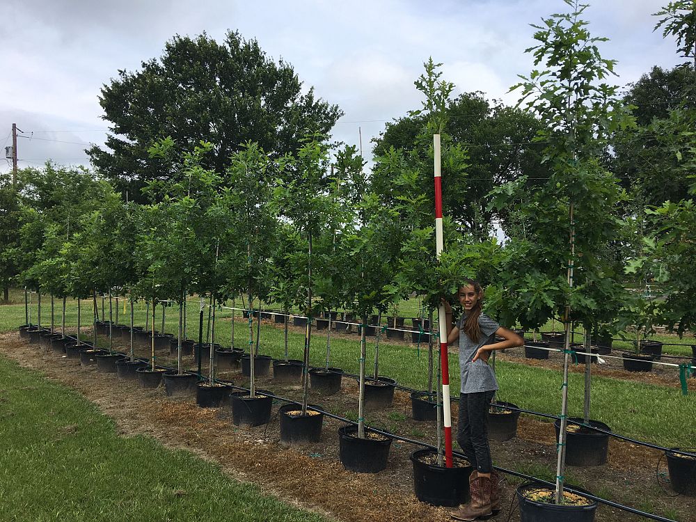 quercus-shumardii-shumard-red-oak