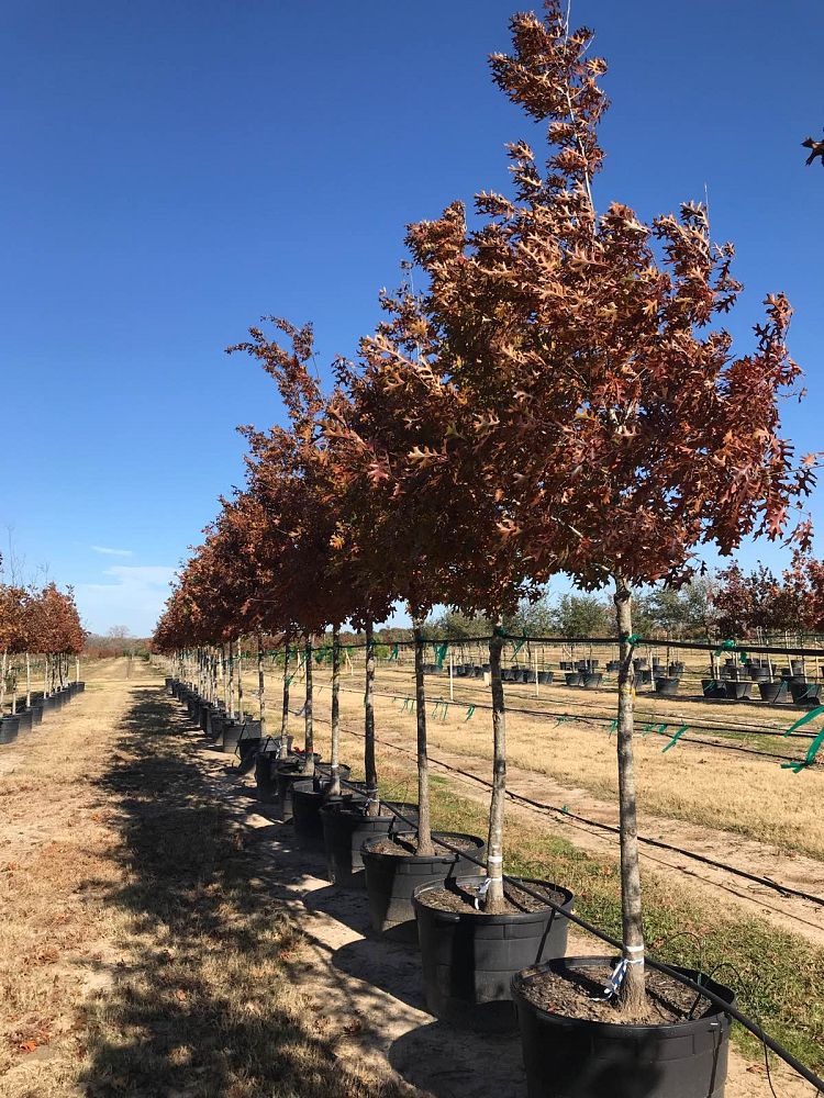 quercus-shumardii-shumard-red-oak