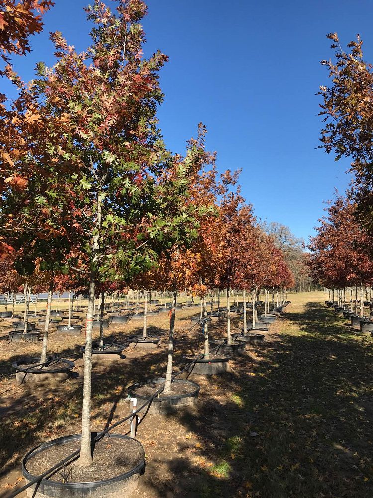 quercus-shumardii-shumard-red-oak