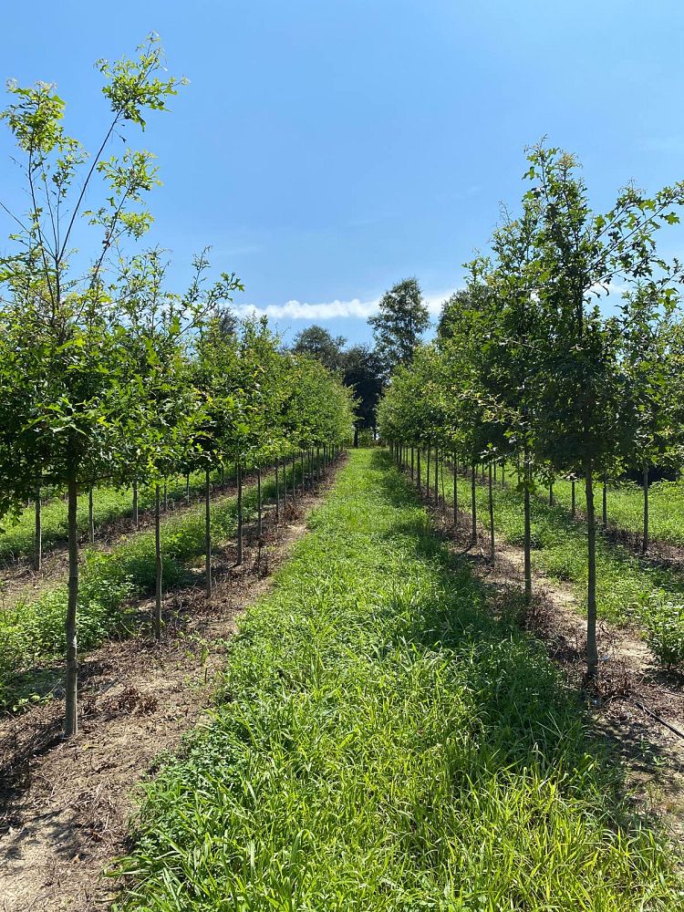 quercus-shumardii-shumard-red-oak