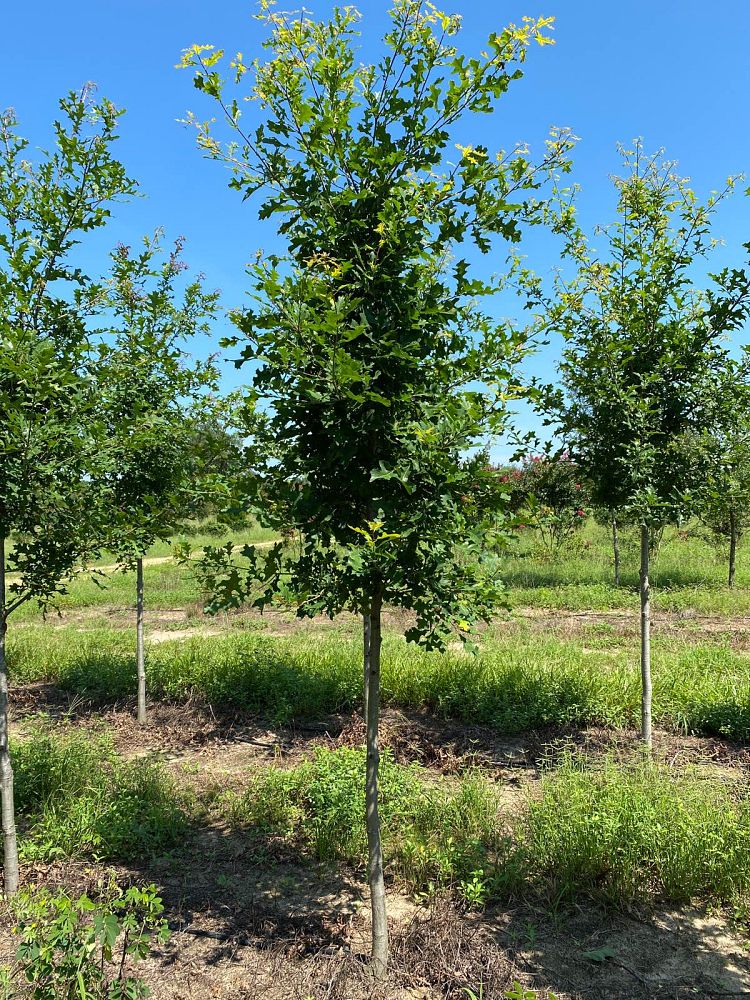 quercus-shumardii-shumard-red-oak