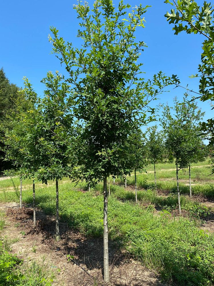 quercus-shumardii-shumard-red-oak