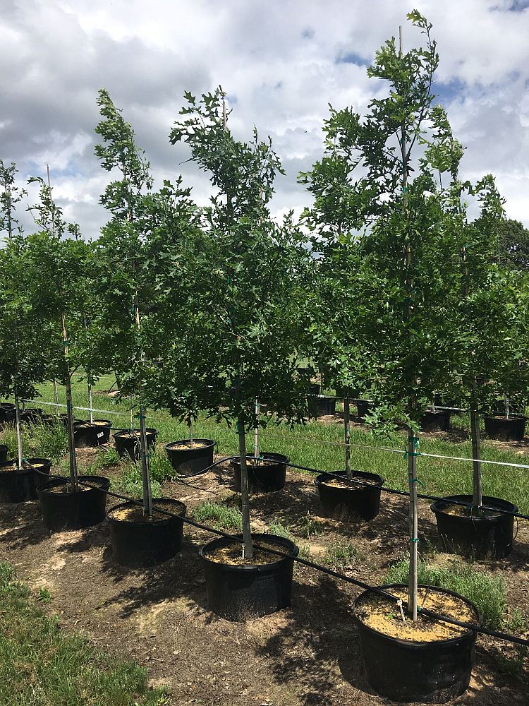 quercus-shumardii-shumard-red-oak