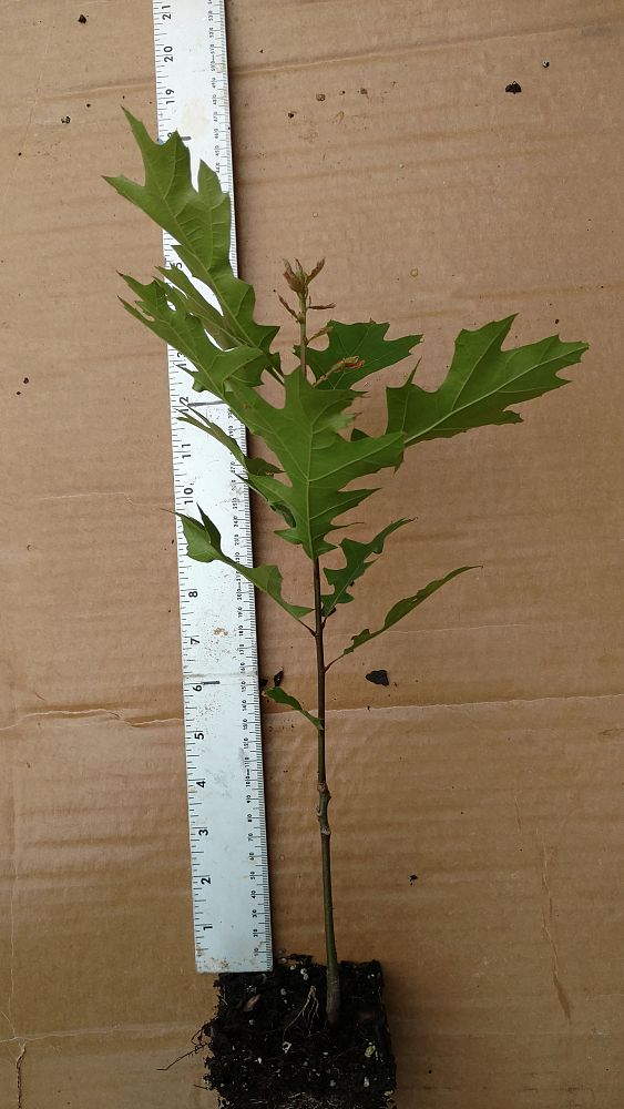 quercus-shumardii-shumard-red-oak