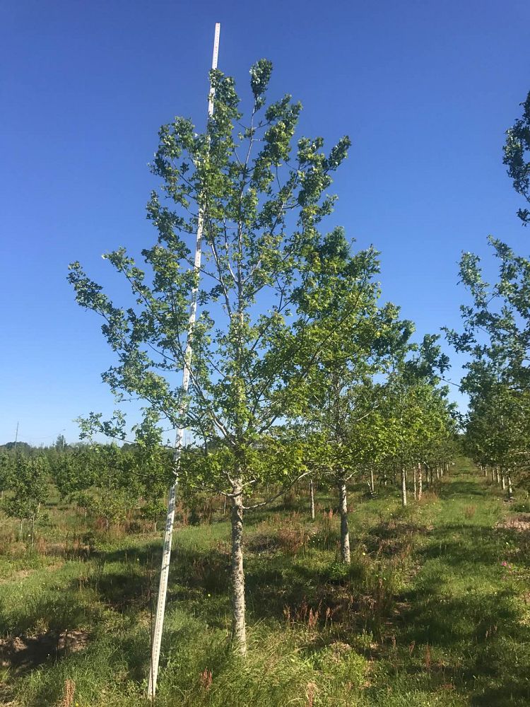 quercus-shumardii-shumard-red-oak