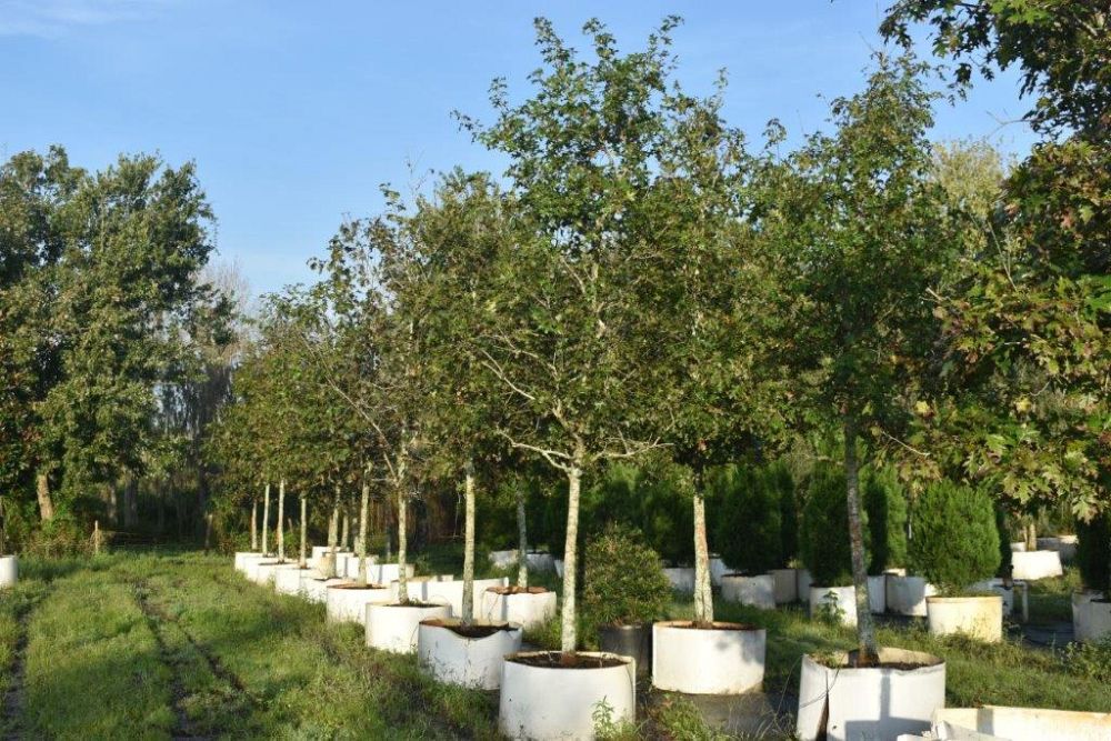 quercus-shumardii-shumard-red-oak