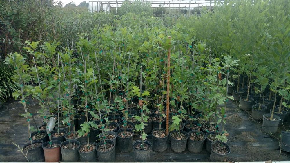 quercus-shumardii-shumard-red-oak
