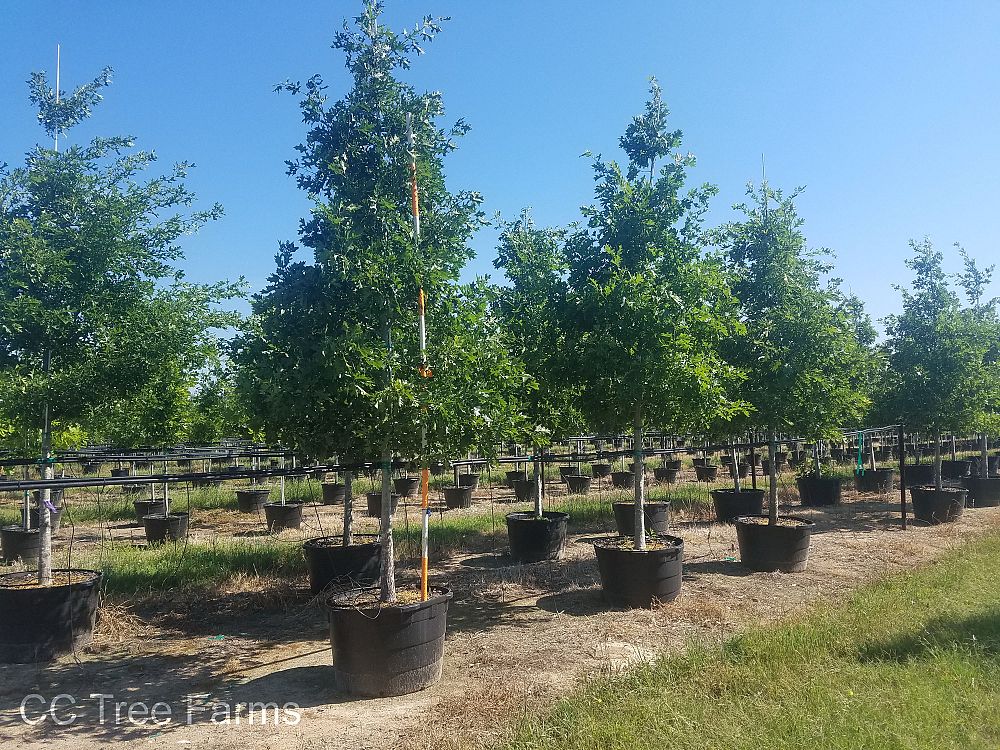 quercus-shumardii-shumard-red-oak