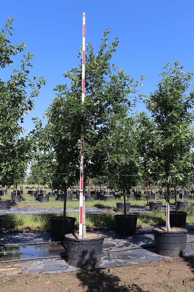 quercus-shumardii-shumard-red-oak