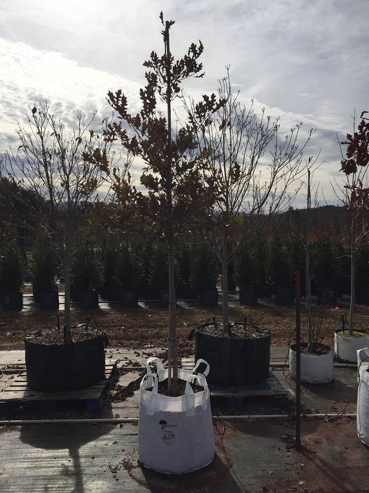 quercus-shumardii-shumard-red-oak