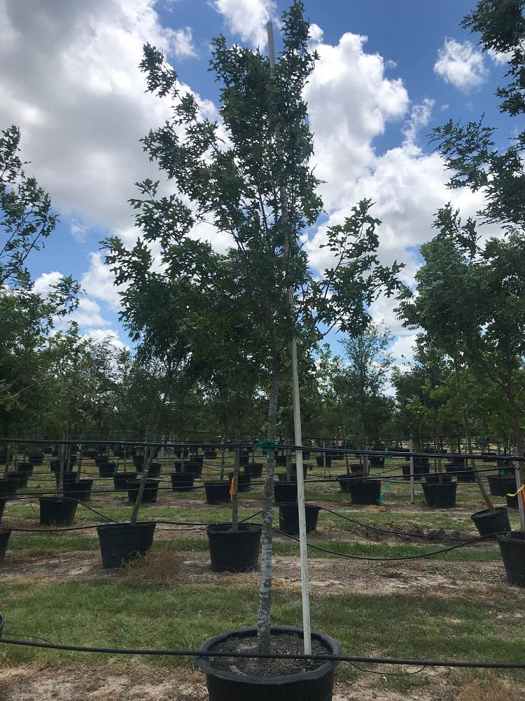 quercus-shumardii-shumard-red-oak