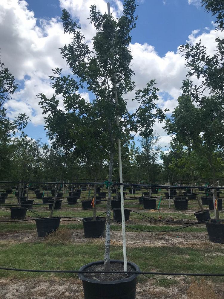 quercus-shumardii-shumard-red-oak